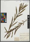 Foto von Salix purpurea L. x Salix viminalis L.